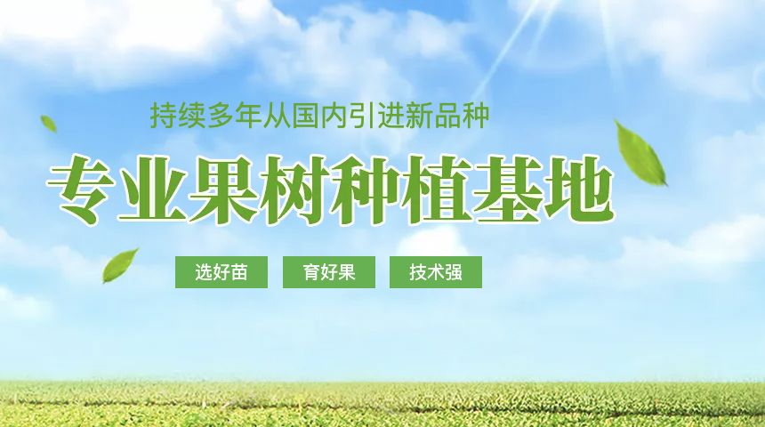 苗圃网站内容规划：从果树分类到品种资料